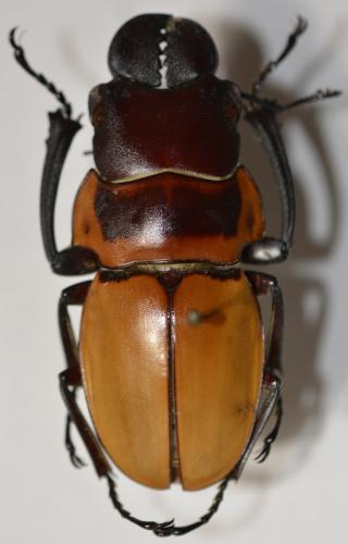 Odontolabis brookeana